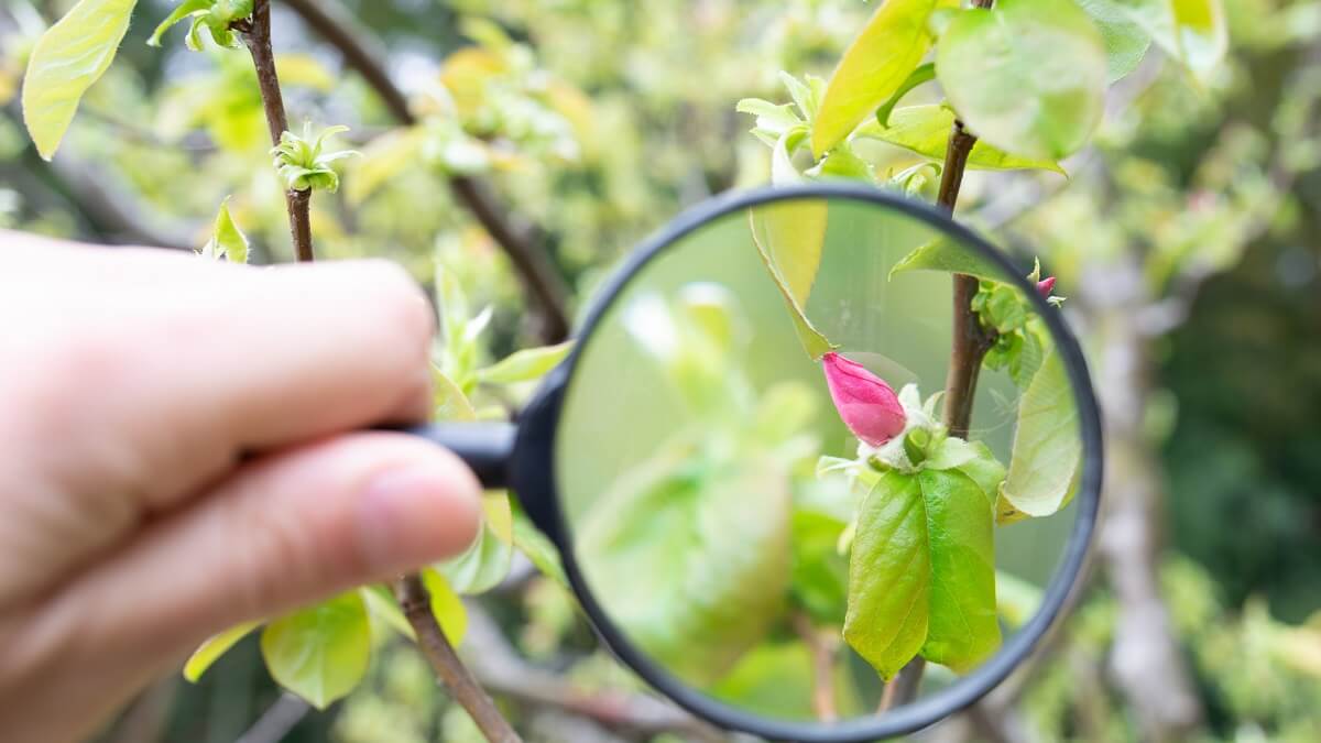 magnifying glass being used to enlarge a bud and a leaf