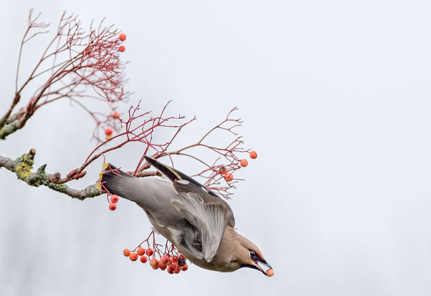 A bohemian waxwing takes off with a fruit in its bill. Photo by christine johnson 850