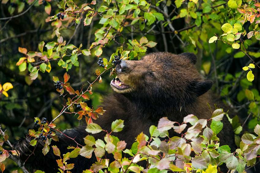 A black bear eats hawthorn berries. Large animals can disperse seeds over great distances but many large seed dispersers are extinct or in decline. Photo by paul d. Vi 850