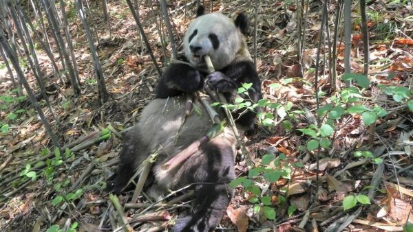 A giant panda reclines in the forest, munching on a bamboo shoot.