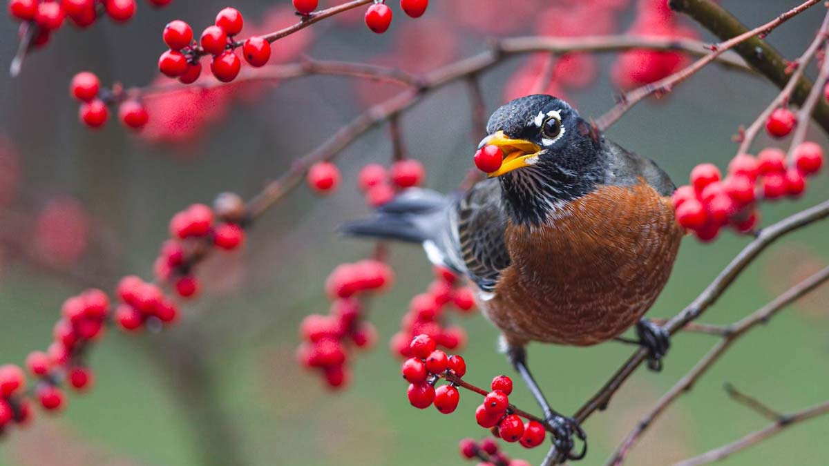 An American robin eats a winterberry.