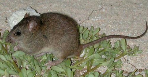 Conservation efforts did not save this bramble cay melomys