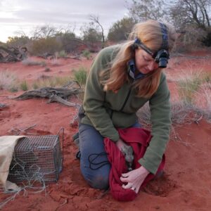Burrowing bettong caught at arid recovery photo lionel euston 850