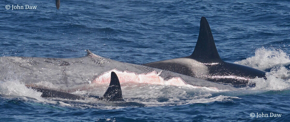 Two killer whale flanks a blue whale