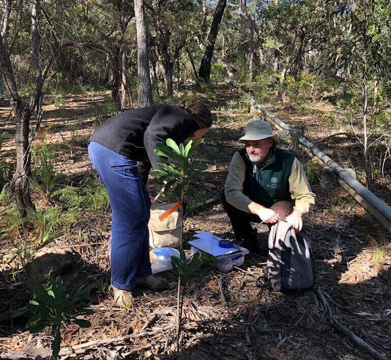 Two researchers in bushland, taking plant samples