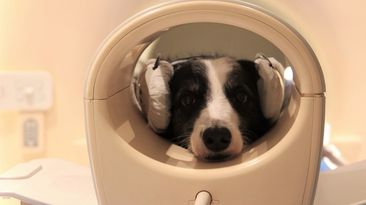 A dog lays with its head inside an MRI machine getting scanned