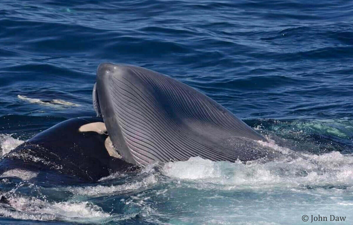 Killer whale putting head inside blue whale
