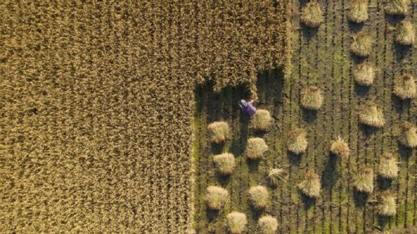 Aerial photo of farmer harvesting rice