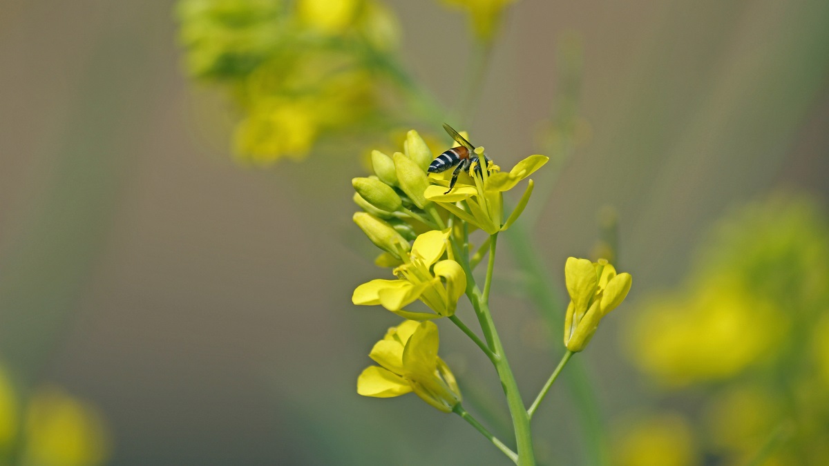 Honey bee on the blossom of a black mustard plant.