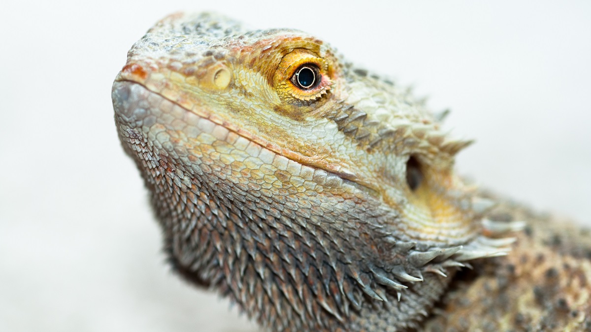 Closeup of an Australian bearded dragon on a white background