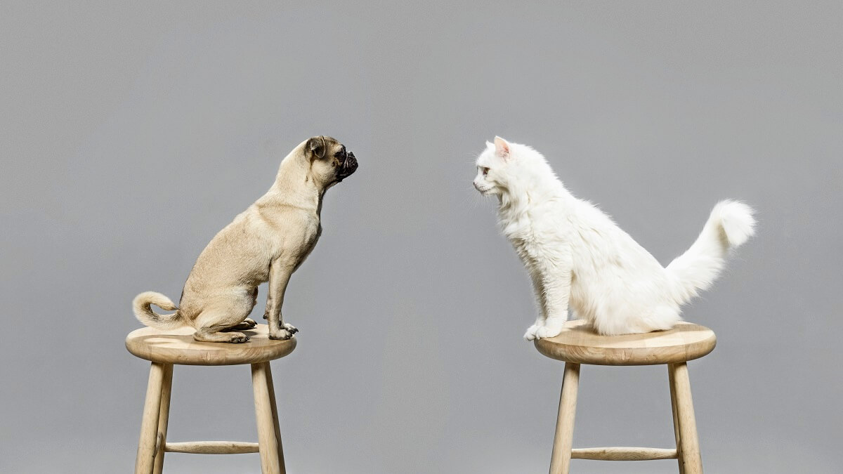 A fawn-coloured pug and a white cat stare at each other from separate stools.