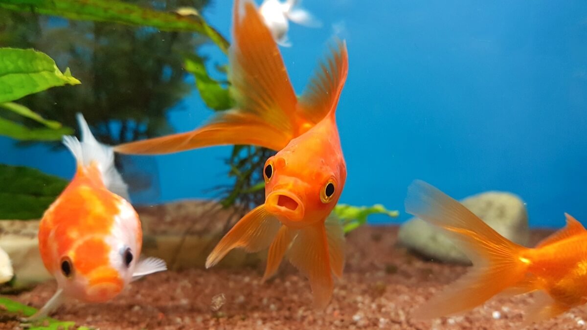 Three goldfish in tank