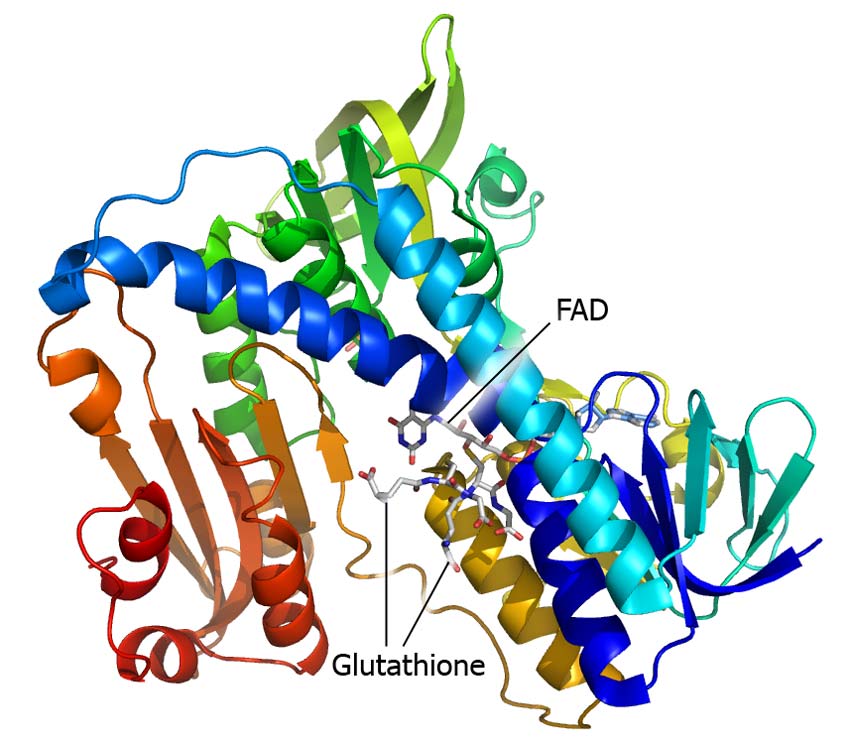 Glutathione reductase structure