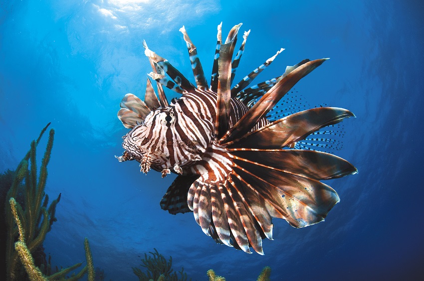 A lionfish swims in blue water