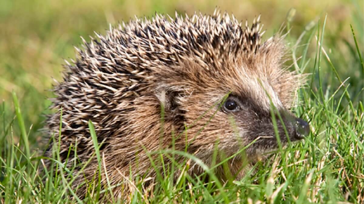 A hedgehog sits in the grass