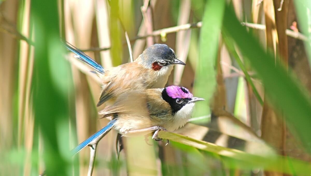 photo of two purple-crowned fairy wrens