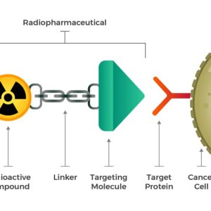 Diagram of a radiopharmaceutical showing it's components: the radioactive compound, linker, targeting molecule. And the protein target on a cancer cell.