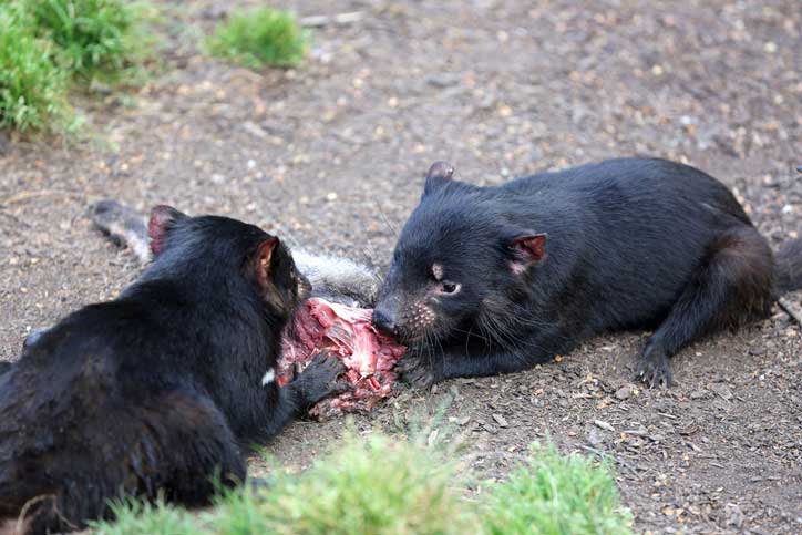Two tasmanian devils sharing a piece of meat