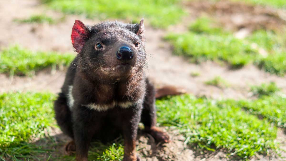 tasmanian devil sitting on grass and looking at the camera