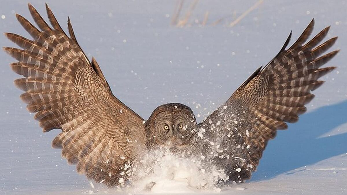 An owl lands in snow with it's wings outspread