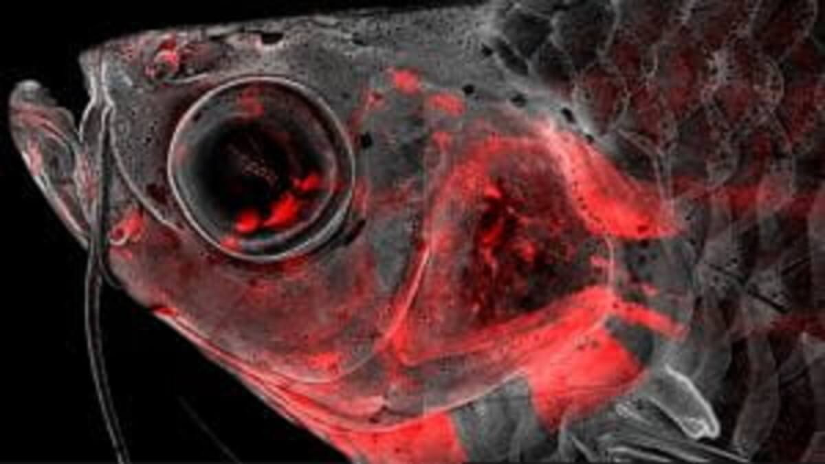 A microscopy image of a zebrafish head with some cells stained red.
