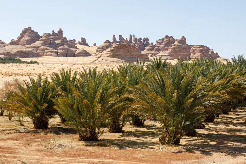 date palms growing in oasis of al-ula near where the ancient highways were found
