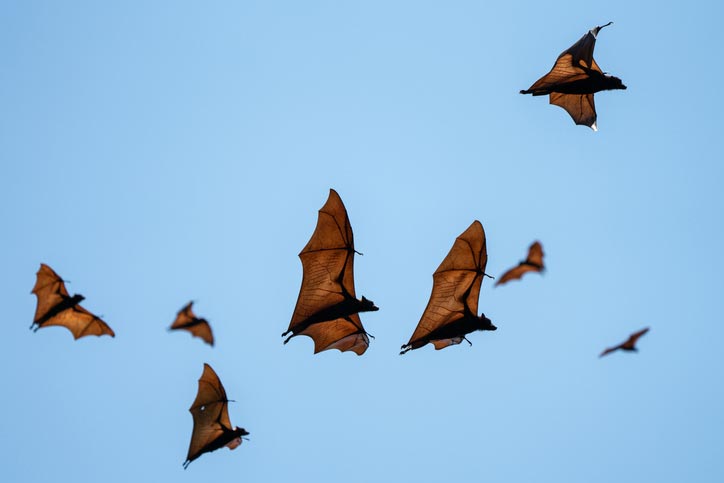Group of fruit bats flying against a blue sky