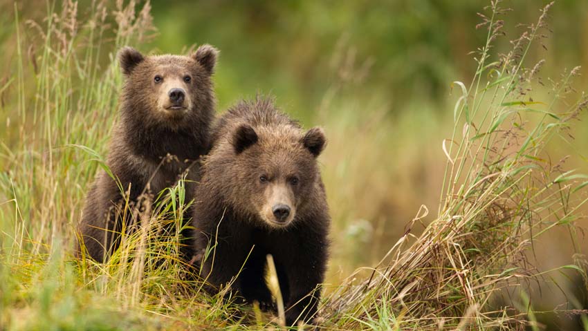 Two grizzly bear cubs playing