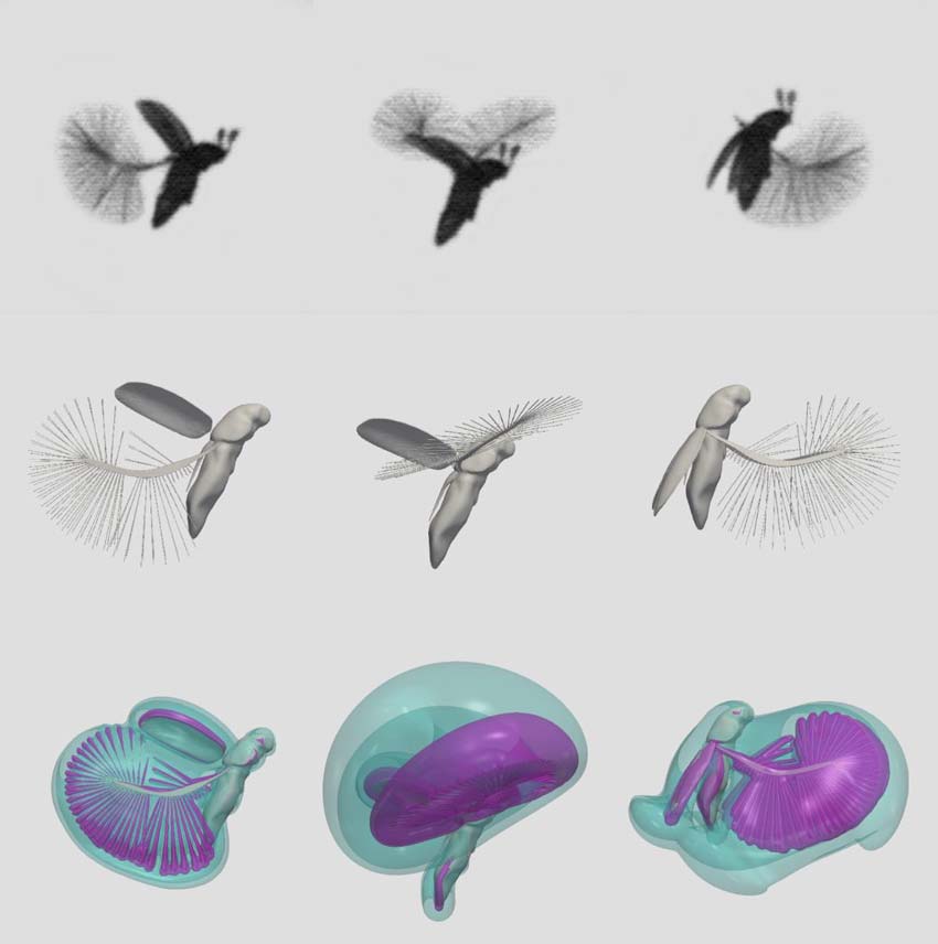 Figure showing still images, computer reconstructions and models of the wing movement of the featherwing beetle