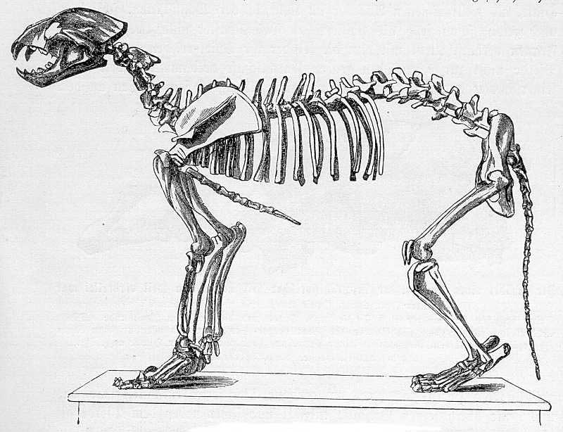Anatomical drawing of cave lion skeleton
