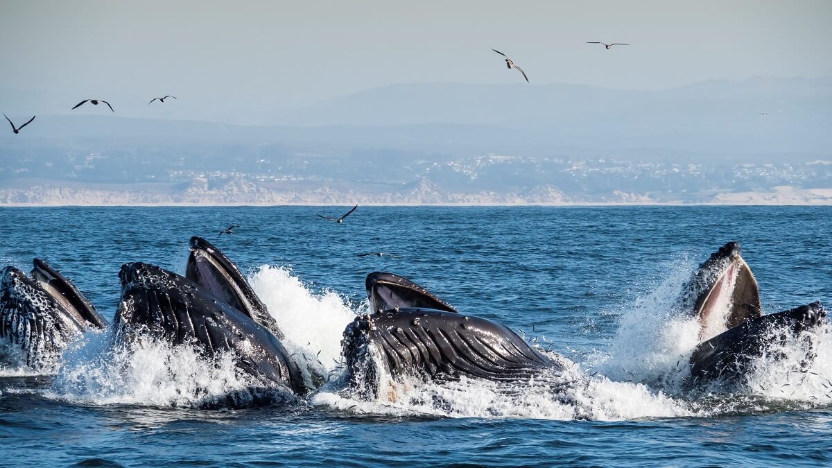 A pod of Humpback whales lunge-feeding out of the water