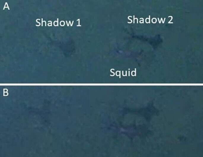 Grainy images showing squid
