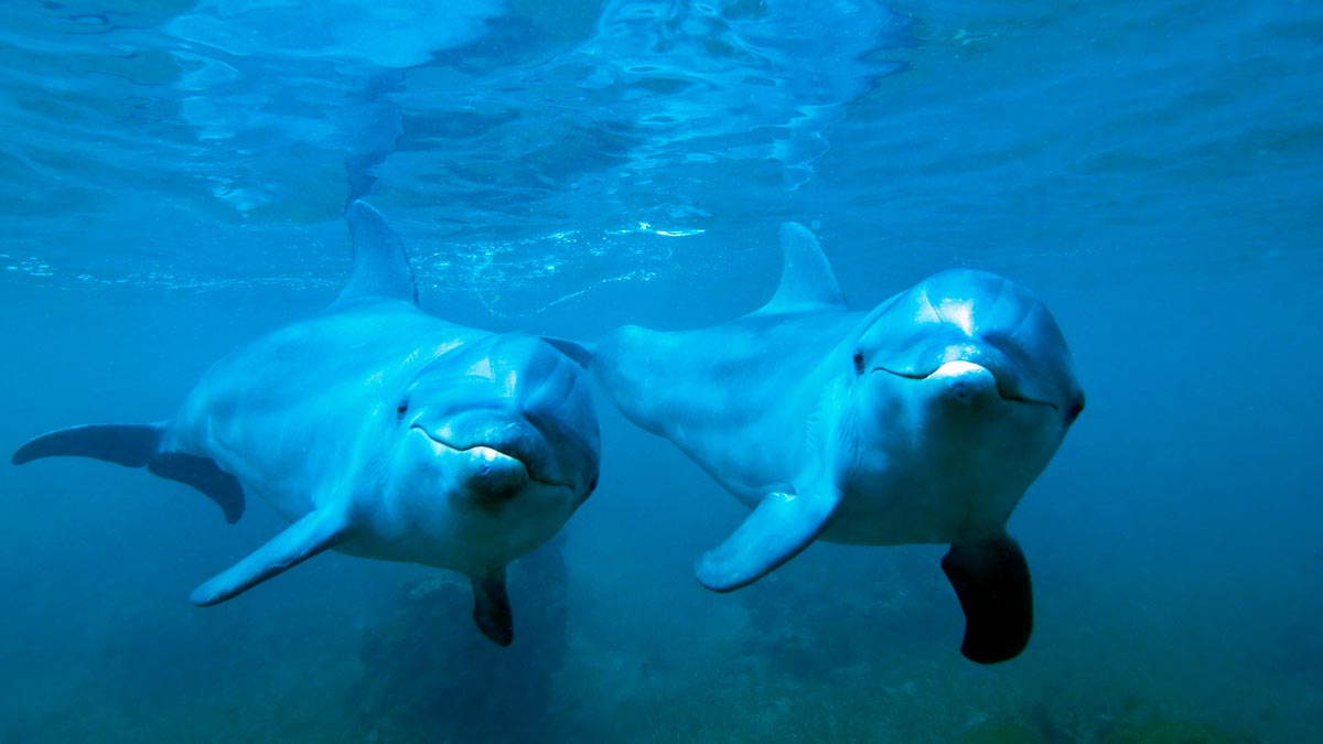 two bottlenose dolphins looking at the camera