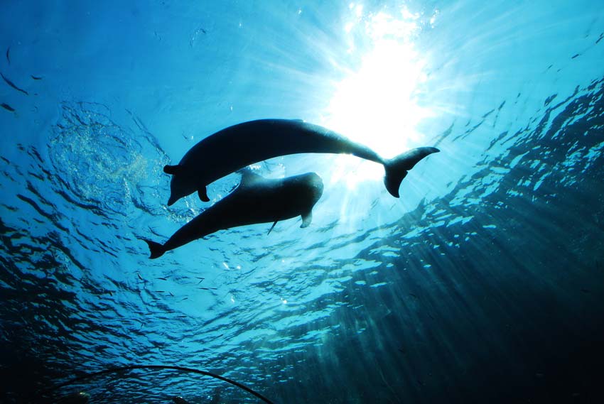 Underwater view of a pair of dolphins swimming together under the sun