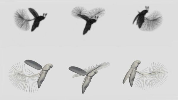 series of images showing featherwing beetle flying in silhouette and 3D computer rendering