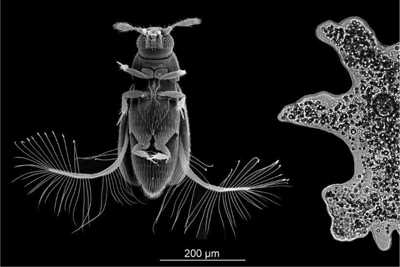 Micrograph showing the scale of the featherwing beetle compared to an amoeba and the feathered shape of its hind wings