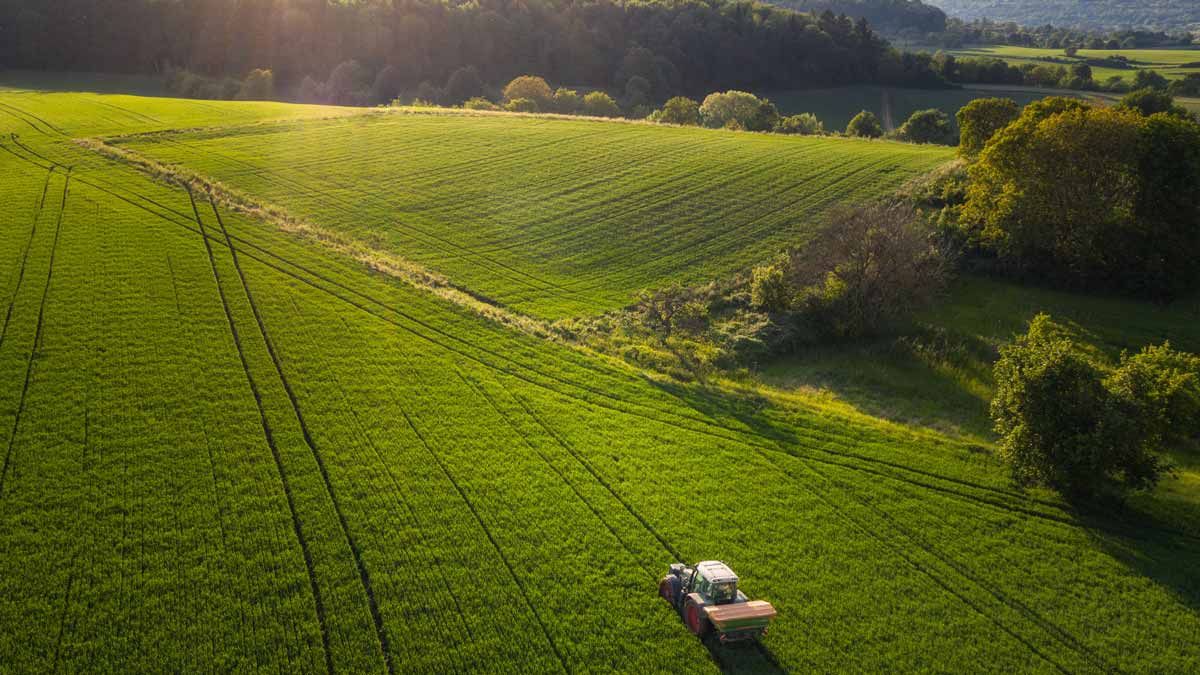 drone picture of green field of wheat with a tractor