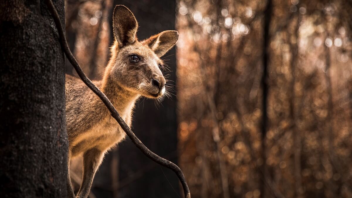 A kangaroo looks into the distance from behind a tree