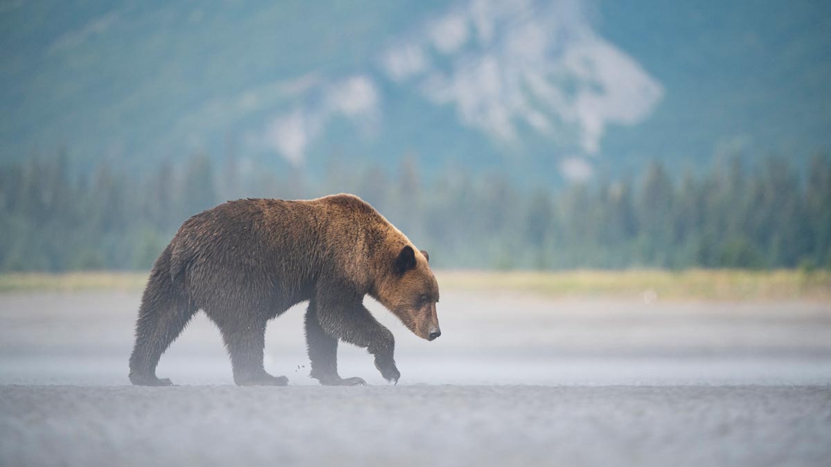 grizzly bear walking across a misty landscape