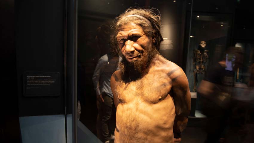 Model of neanderthal man in a museum