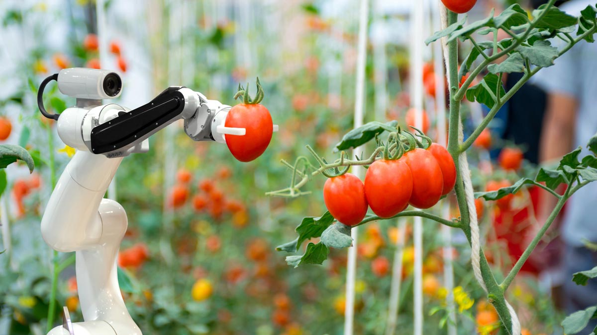 small robot arm picking a tomato off a vine in a greenhouse