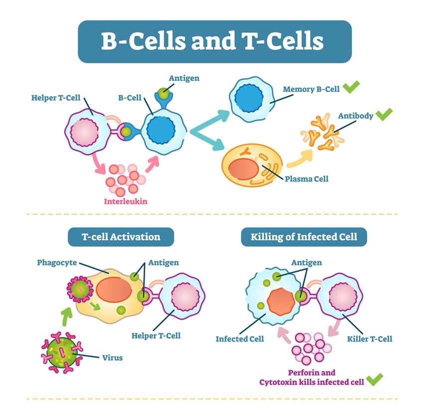 Vector diagram explaining the activity of t and b immune cells