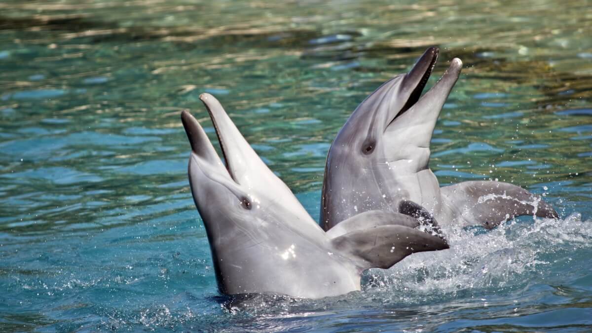 Dolphins respond to flute-playing, proving live music could