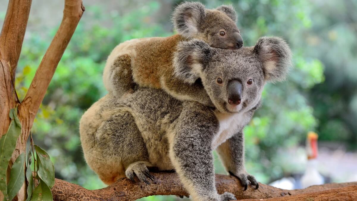 adult koala carrying baby on its back along a tree branch