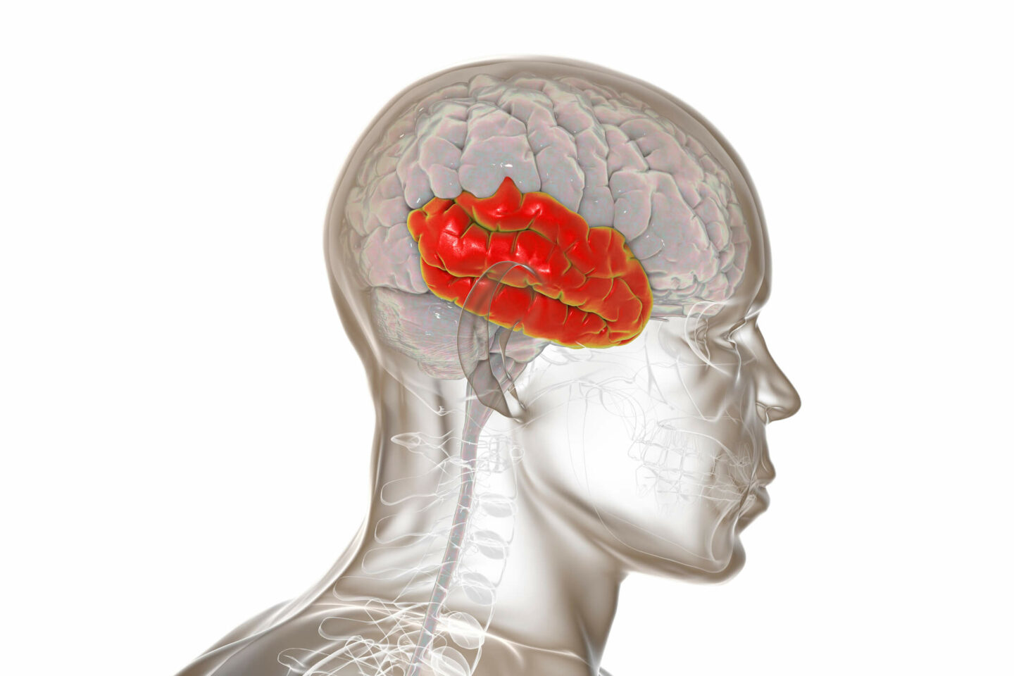 A transparent computer illustration of a human head, with the temporal lobe of the brain highlighted in red.