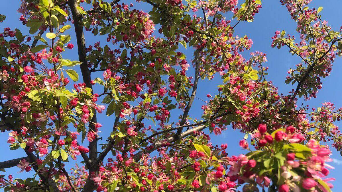 Pink apple blossoms against blue sky