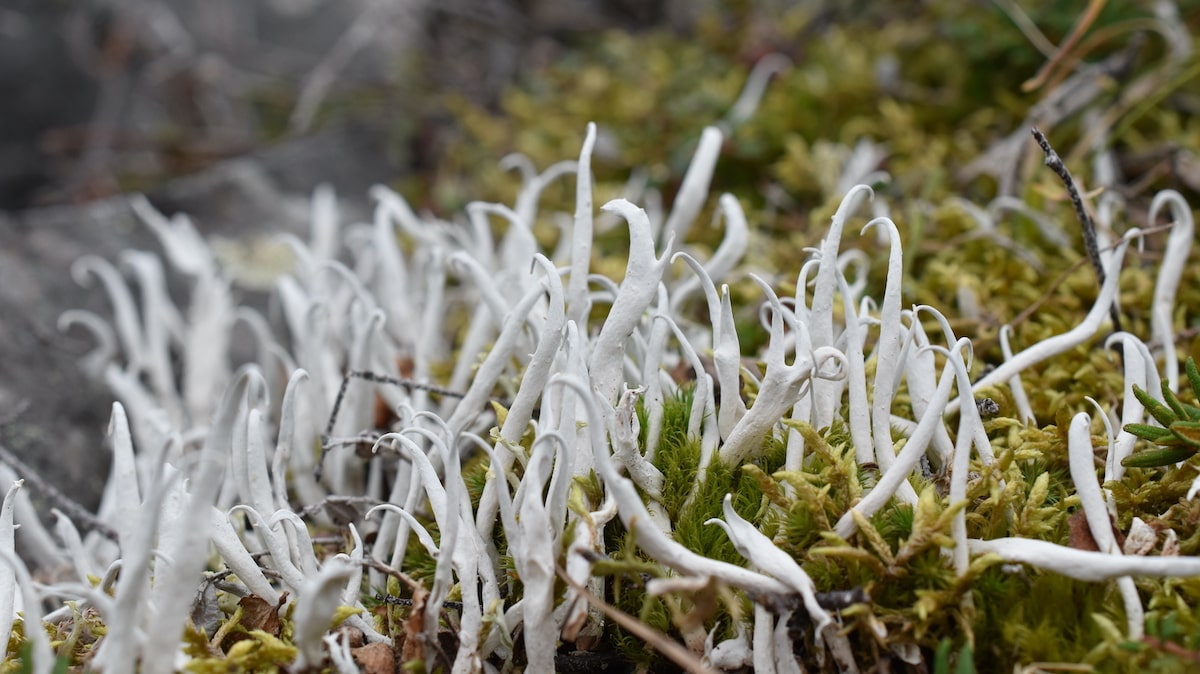 Lichens losing the race against climate change