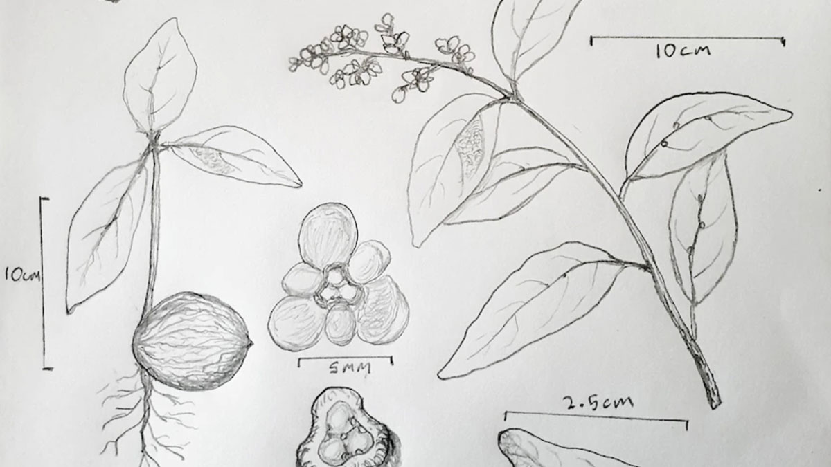 Endiandra wongawallanensis sketches