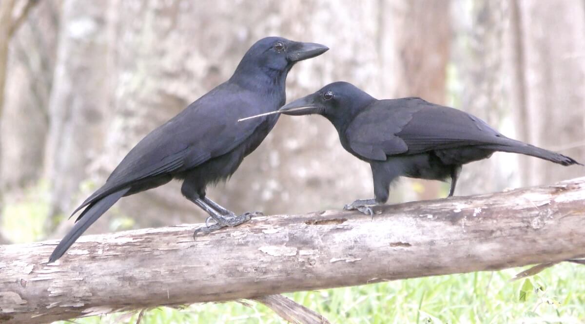 Two crows sitting on branch, one with stick in its mouth