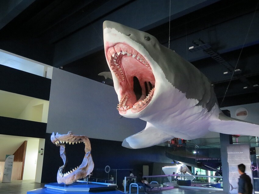An artificial shark suspened from a cieling in a museum next to a model of a set of teeth, the sharks jaw is roughly the same height as a person